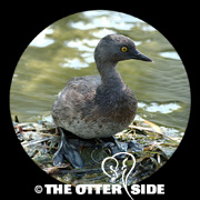 Least Grebe
