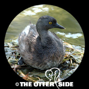 Least Grebe