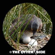 Least Grebe