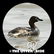 Little Grebe