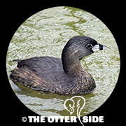 Pied-billed Grebe