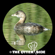 Pied-billed Grebe