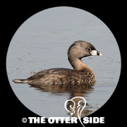 Pied-billed Grebe