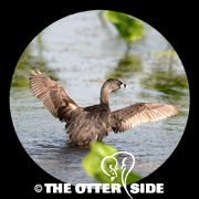 Pied-billed Grebe