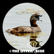 Pied-billed Grebe