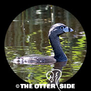 Pied-billed Grebe