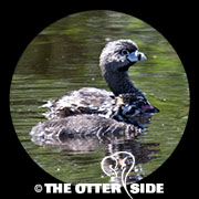 Pied-billed Grebe