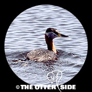 Red-necked Grebe