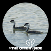 Western Grebe