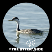 Western Grebe