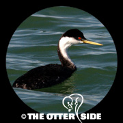 Western Grebe