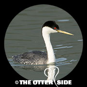 Western Grebe