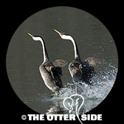 Western Grebe