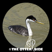Western Grebe