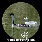 Western Grebe