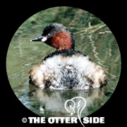 Little Grebe