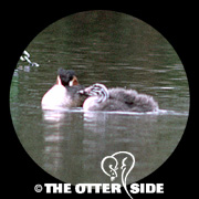 Great Crested Grebe