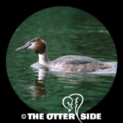 Great Crested Grebe