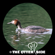 Great Crested Grebe