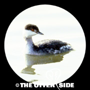Horned Grebe