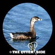 Pied-billed Grebe
