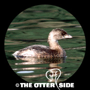 Pied-billed Grebe