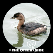 Pied-billed Grebe