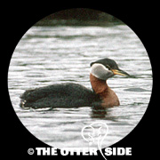 Red-necked Grebe
