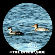 Red-necked Grebe