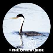 Western Grebe