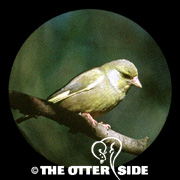 European Greenfinch