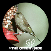 European Greenfinch