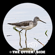 Common Greenshank