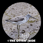 Common Greenshank