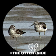 Nordmann's Greenshank