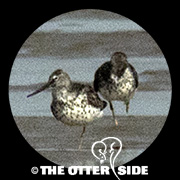 Nordmann's Greenshank