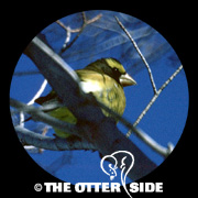 Evening Grosbeak