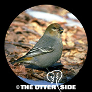 Pine Grosbeak