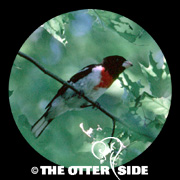 Rose-breasted Grosbeak