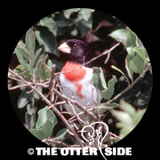 Rose-breasted Grosbeak