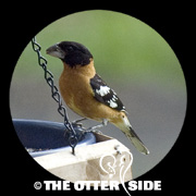 Black-headed Grosbeak