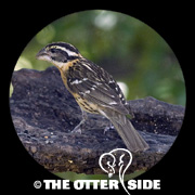 Black-headed Grosbeak