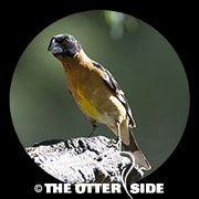 Black-headed Grosbeak