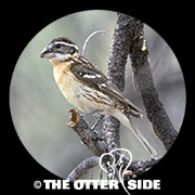 Black-headed Grosbeak