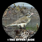 Rose-breasted Grosbeak