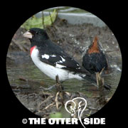 Rose-breasted Grosbeak
