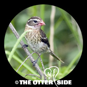 Rose-breasted Grosbeak