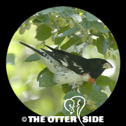 Rose-breasted Grosbeak