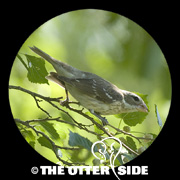 Rose-breasted Grosbeak