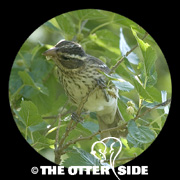 Rose-breasted Grosbeak